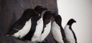 Viisi mustavalkoista lintua istumassa kallionkielekkeellä.