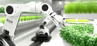 Robottikäsi käsittelee basilika- tai muuta yrttitarhaa kasvatushuoneessa tai -laboratoriossa.